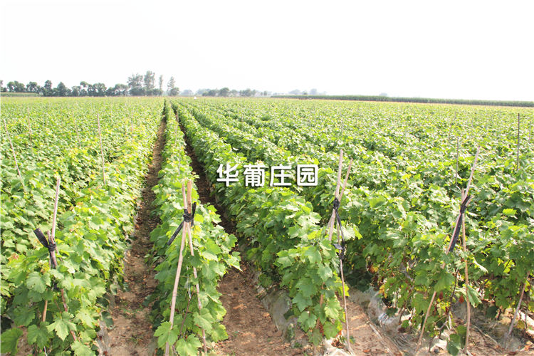 JMLP3-(50T-200T)大噸位精密四柱液壓裁斷機 JMLP3-(50T-200T)大噸位精密四柱液壓裁斷機